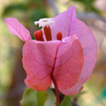 Bogenvilla