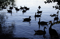 Ducks in Blue