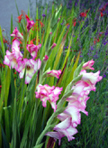Flowers Colors