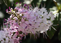 Flowers Pink