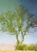 ReflecTree