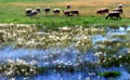 Sheeps