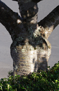 Tree Cross