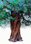 Twisted Tree